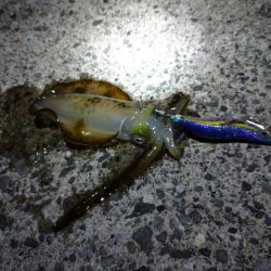 秋アオリ開幕戦