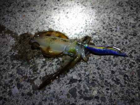 秋アオリ開幕戦