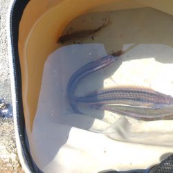 仕掛け選択ミス