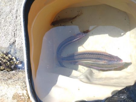 仕掛け選択ミス