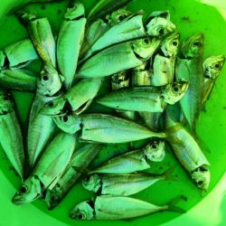 夜釣りも結局、サビキ、、、