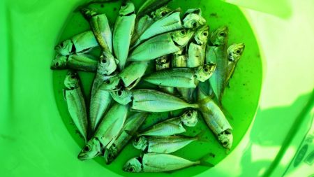 夜釣りも結局、サビキ、、、