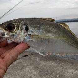 尺アジ、サバとおチヌ様