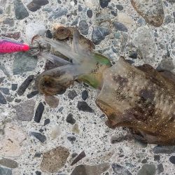 エギングシーズン開幕