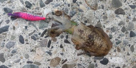 エギングシーズン開幕