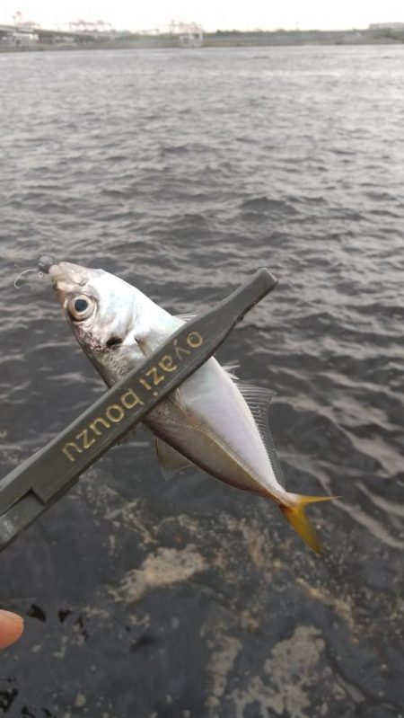 アジ釣り