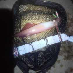 大剣先とミニシオ