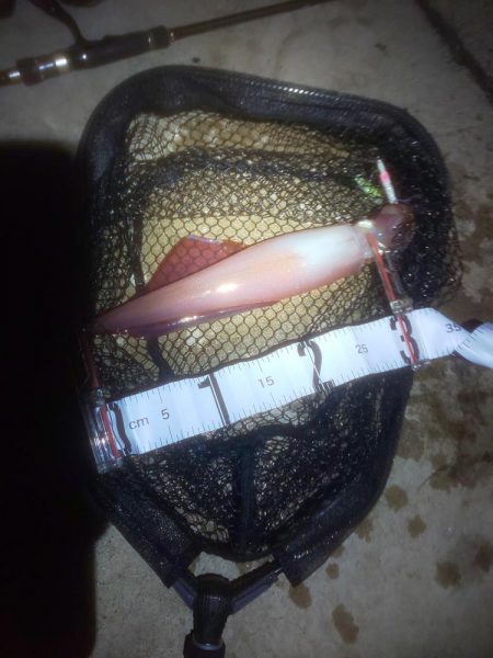 大剣先とミニシオ