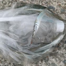 はじめてのサヨリちゃん