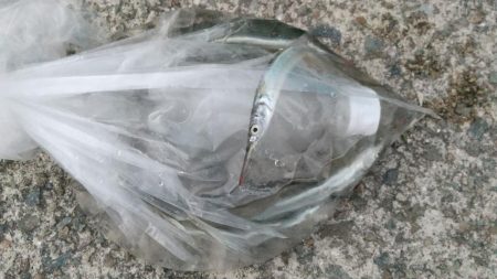 はじめてのサヨリちゃん