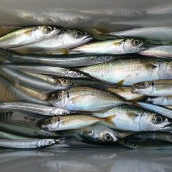 ファミリーフィッシング