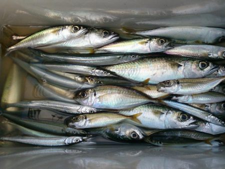 ファミリーフィッシング