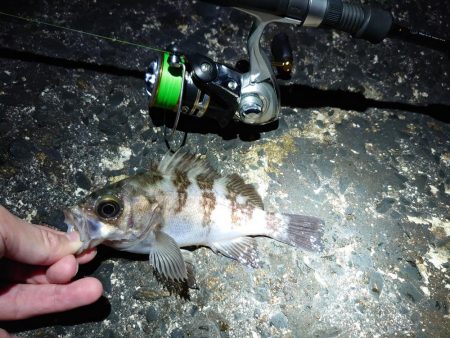 メバル多しもフグ多数