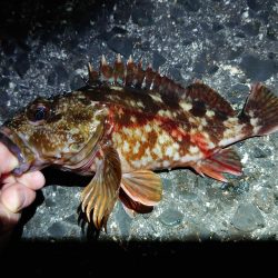 メバルは留守でガシラまみれ？