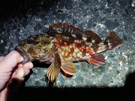 メバルは留守でガシラまみれ？