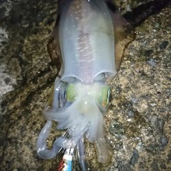 数年ぶりのエギング