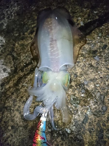 数年ぶりのエギング