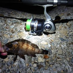 メバルちゃん、ご両親はどちらへ…