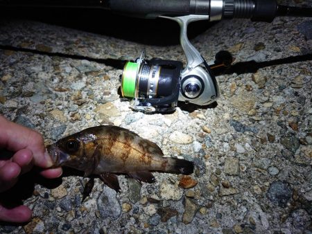 メバルちゃん、ご両親はどちらへ…