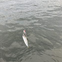 とにかくサバだらけ