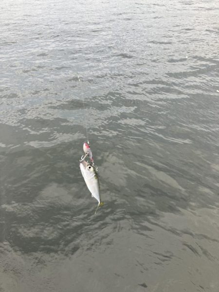 とにかくサバだらけ