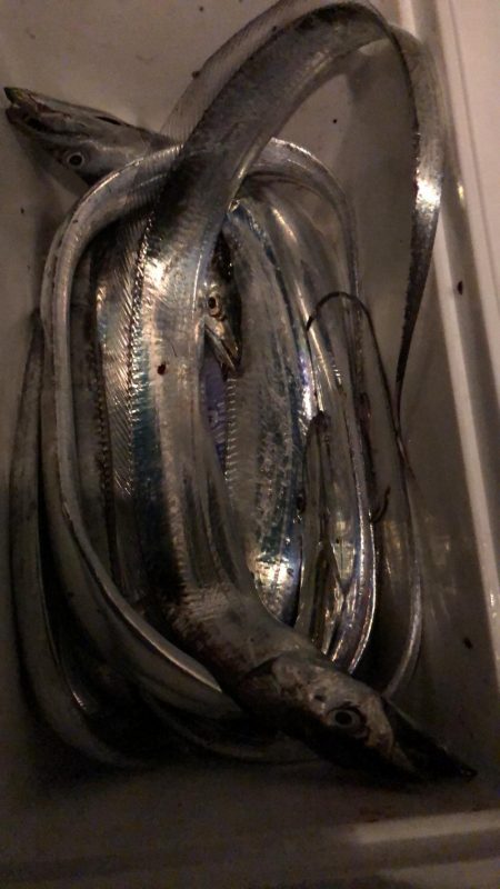 太刀魚ワインド