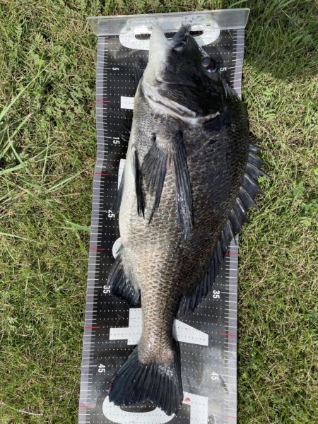 イチノ兄弟、釣果！