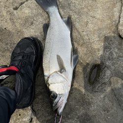 100均VJでイシダイ