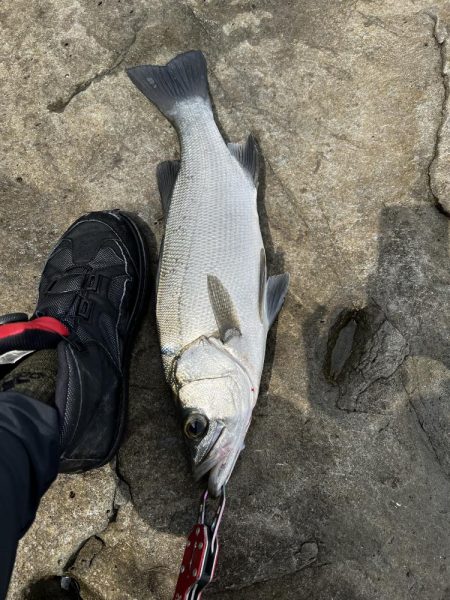 100均VJでイシダイ