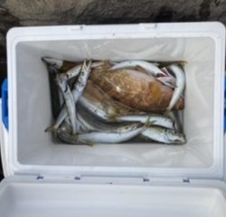 ライトショアジギング