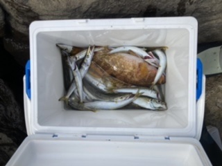 ライトショアジギング