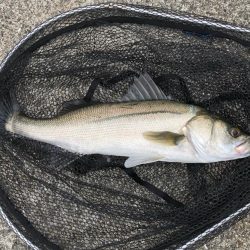 旬のスズキは絶品