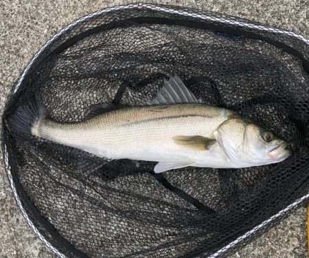 旬のスズキは絶品