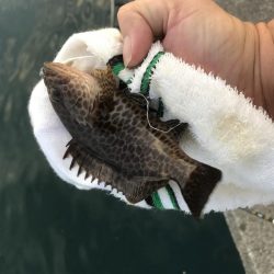 小オオモンだらけ