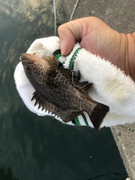 小オオモンだらけ