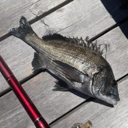 クロダイ落とし込み