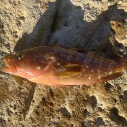 キジハタのお話