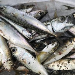 活性がイマイチ