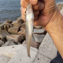 キス釣りは楽しい!