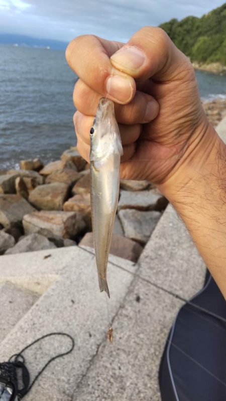 キス釣りは楽しい！