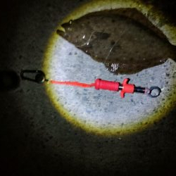 久しぶりのヒラメ～