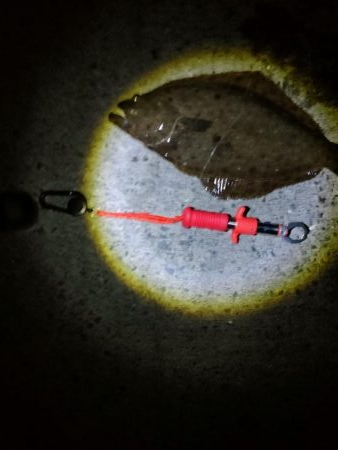 久しぶりのヒラメ～