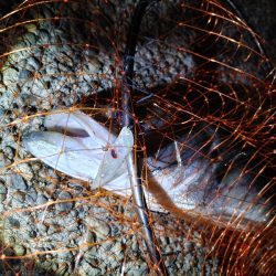 久しぶりに2匹のシーバス