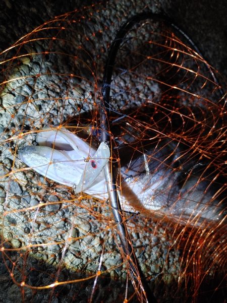 久しぶりに2匹のシーバス