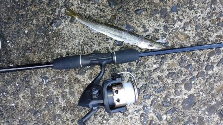 カマス沢山釣れた