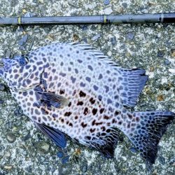 落とし込みイシガキダイ