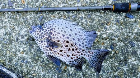 落とし込みイシガキダイ