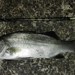 カマス用ルアーにシーバス喰ってきた。