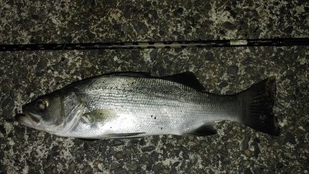 カマス用ルアーにシーバス喰ってきた。