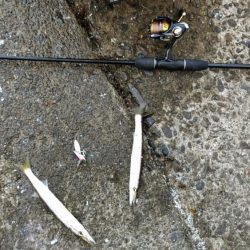 今日もカマス入れ喰い